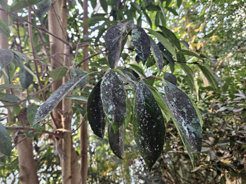 아왜나무 그을음병2