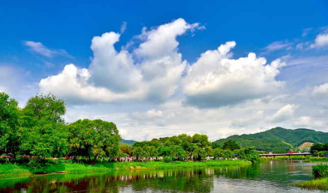 2025 유구색동수국정원 꽃 축제