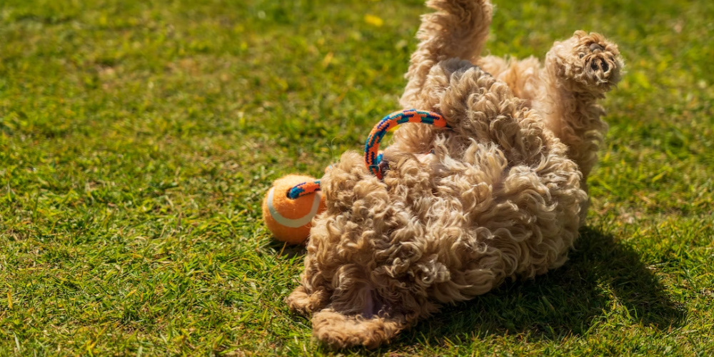 강아지 물건 집착 고치는 방법