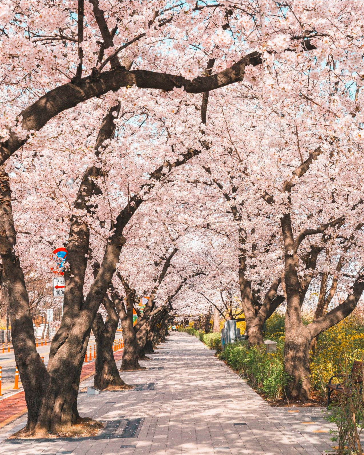 경상도 벚꽃 명소 추천