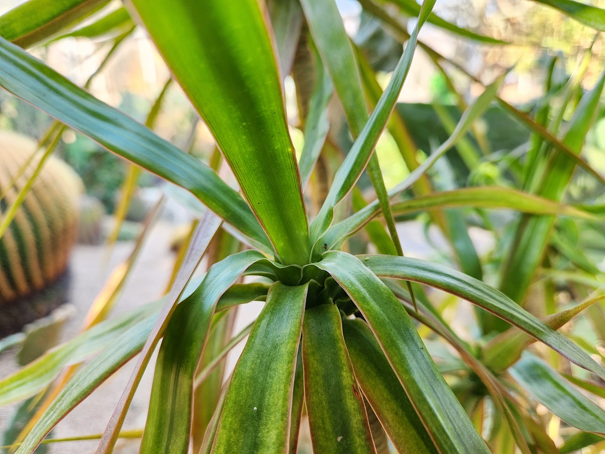 드라세나 마지나타