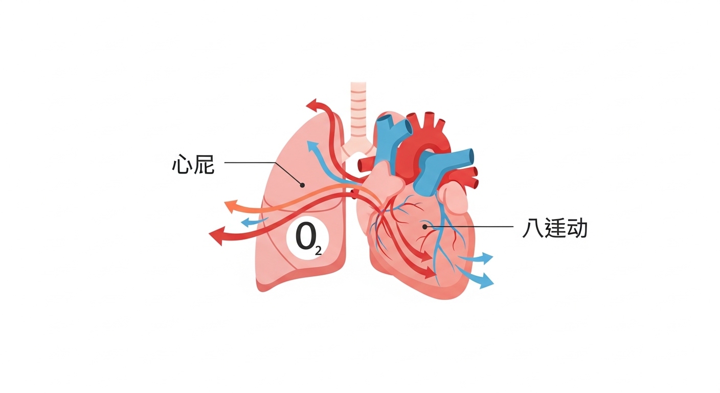 운동 시 심장과 폐의 작용을 보여주는 의료 일러스트