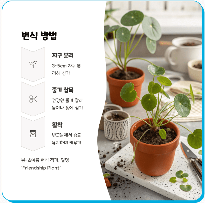 필레아 페페 번식