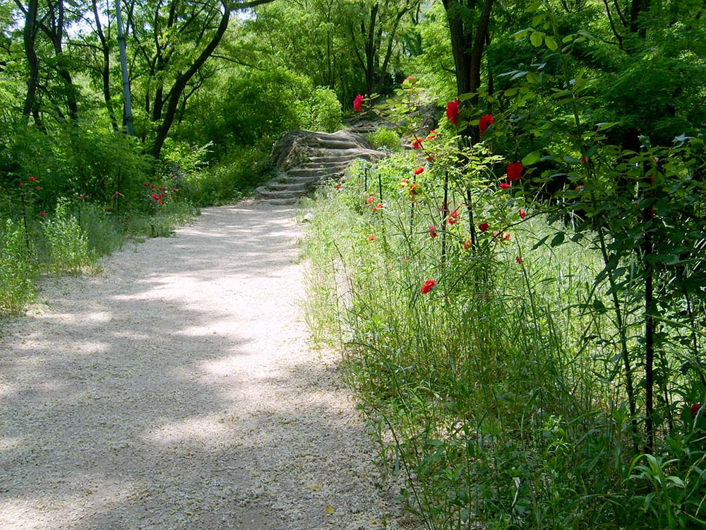 안산자락길(AnsanJarakgil)의 빨간장미