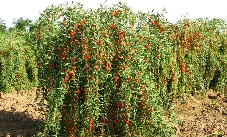 발효 구기자 효능 탈모