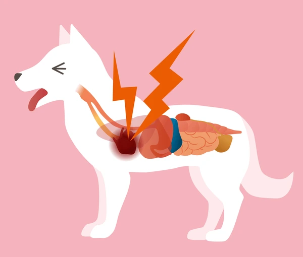 노령견 심장병 증상 이미지