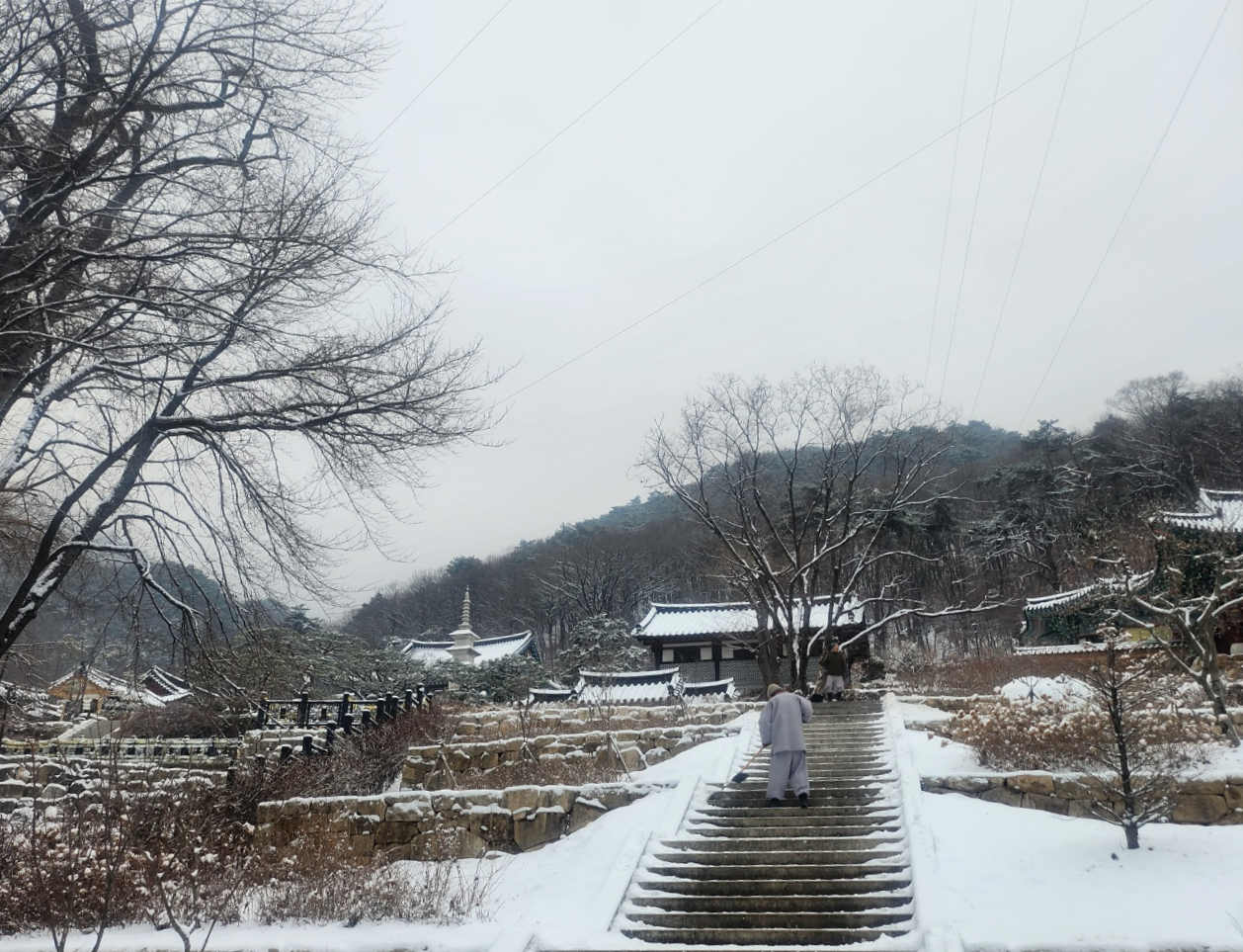 은행나무