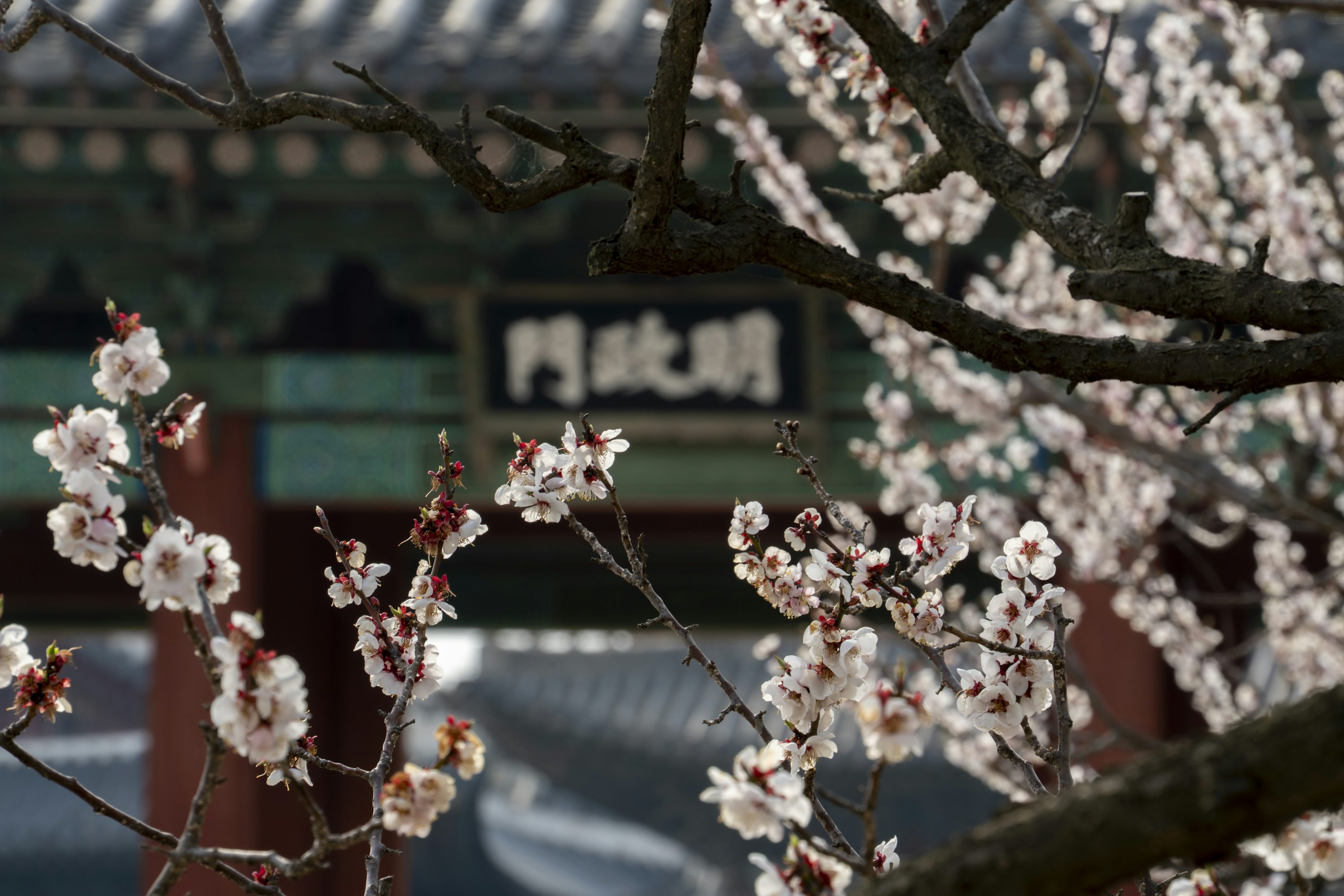 한국의 풍경 예시 - 봄