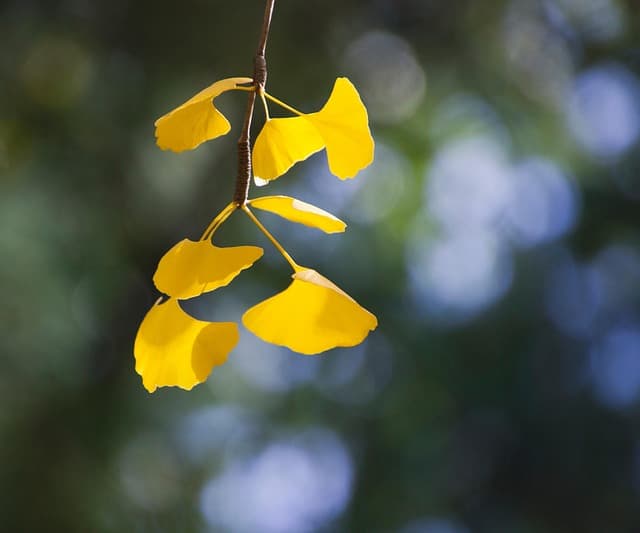 은행잎 추출물 효능 : 혈액순환, 기억력 개선, 눈 건강