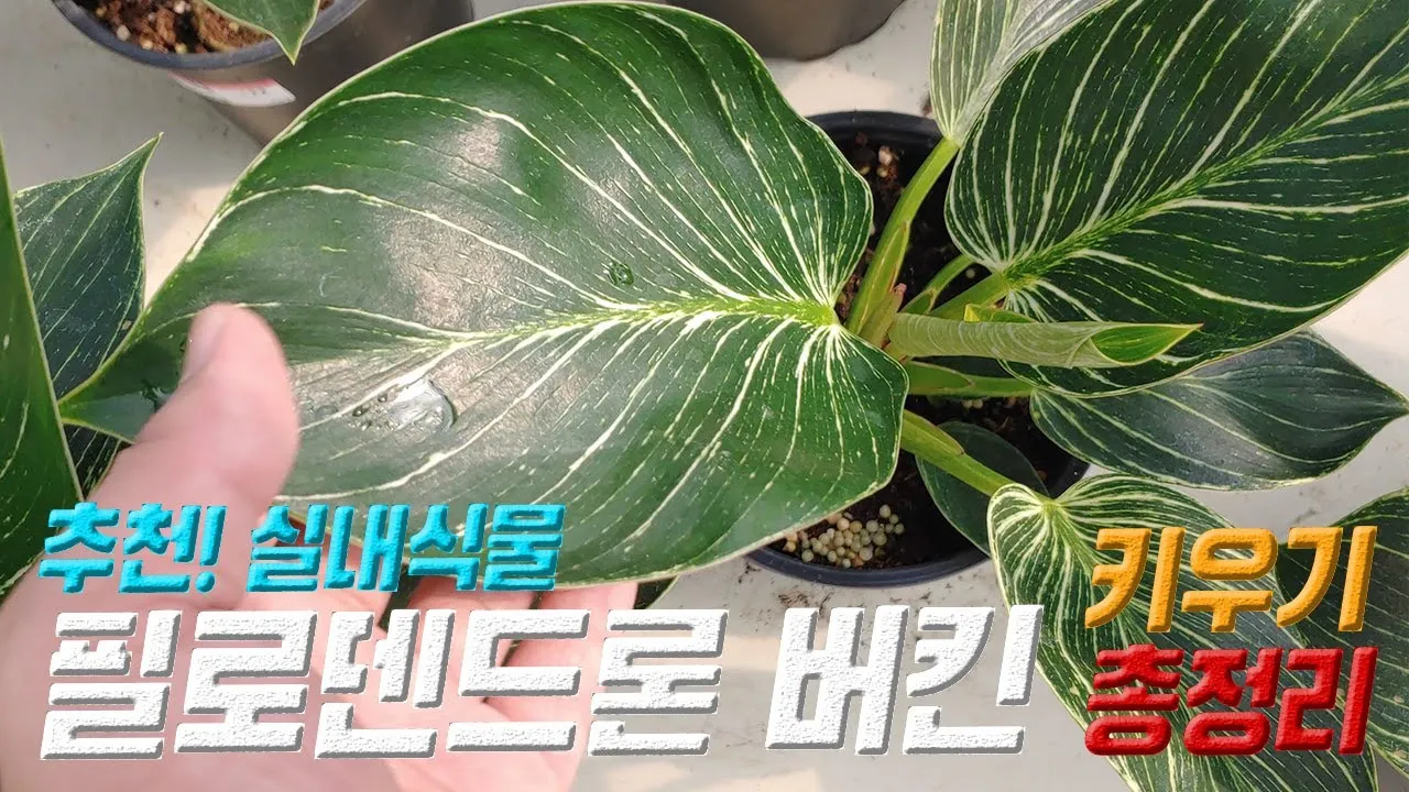 필로덴드론 물주기 지지대세우기 분갈이 비료관리 튼튼하게 키우기_7