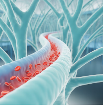 아르기닌의 효능