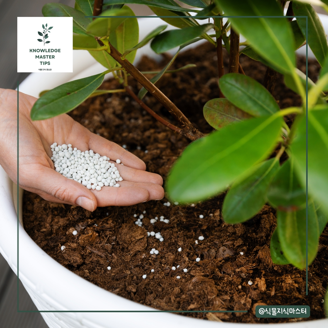 분갈이 실수 - 분갈이할 때 비료를 바로 섞어주는 실수