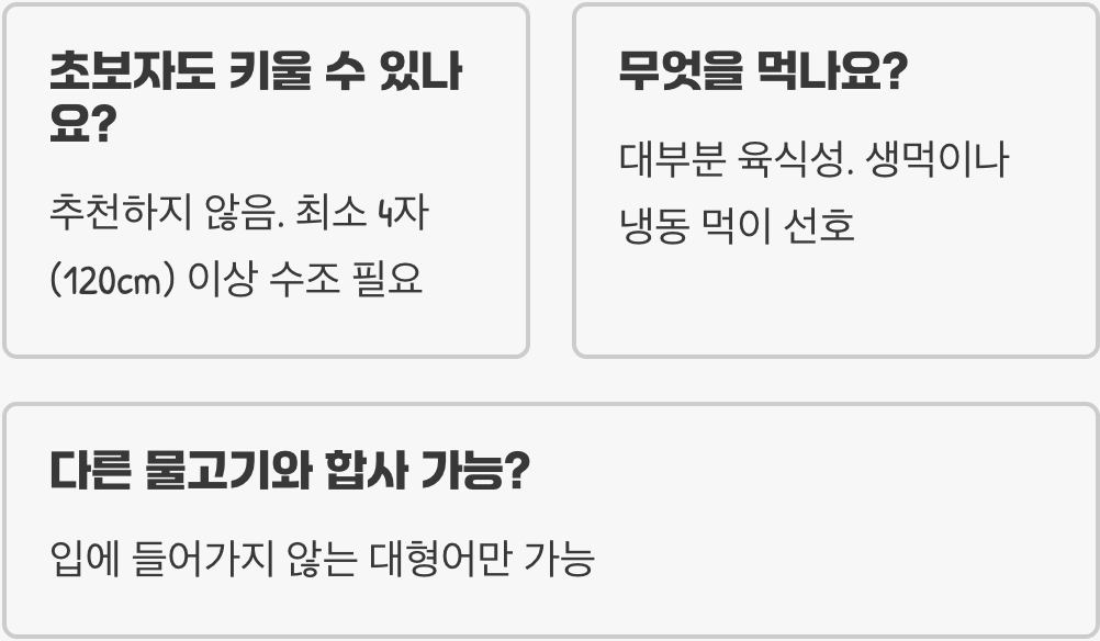 고대어 종류 총정리 (폴립테루스, 아로와나, 가아피쉬)