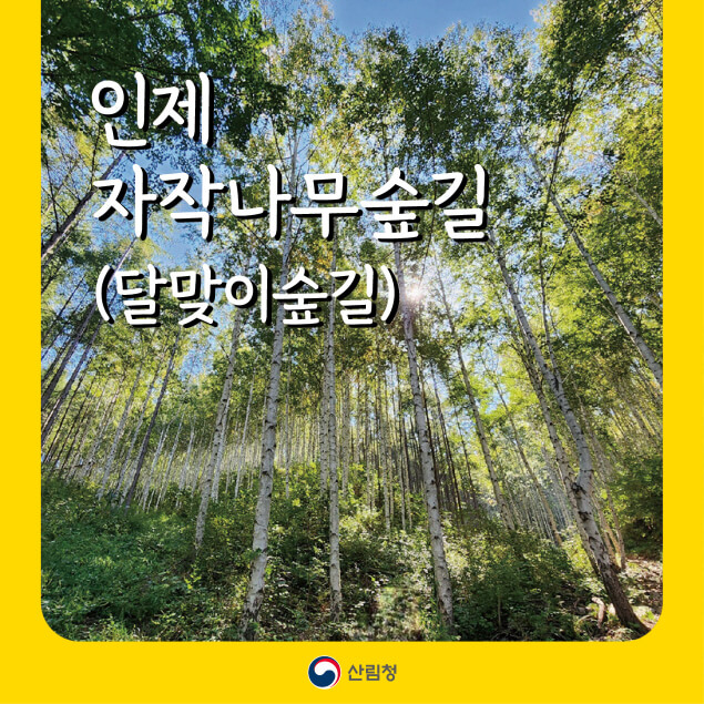 인제 자작나무숲 달맞이숲길, 사계절 산책 명소