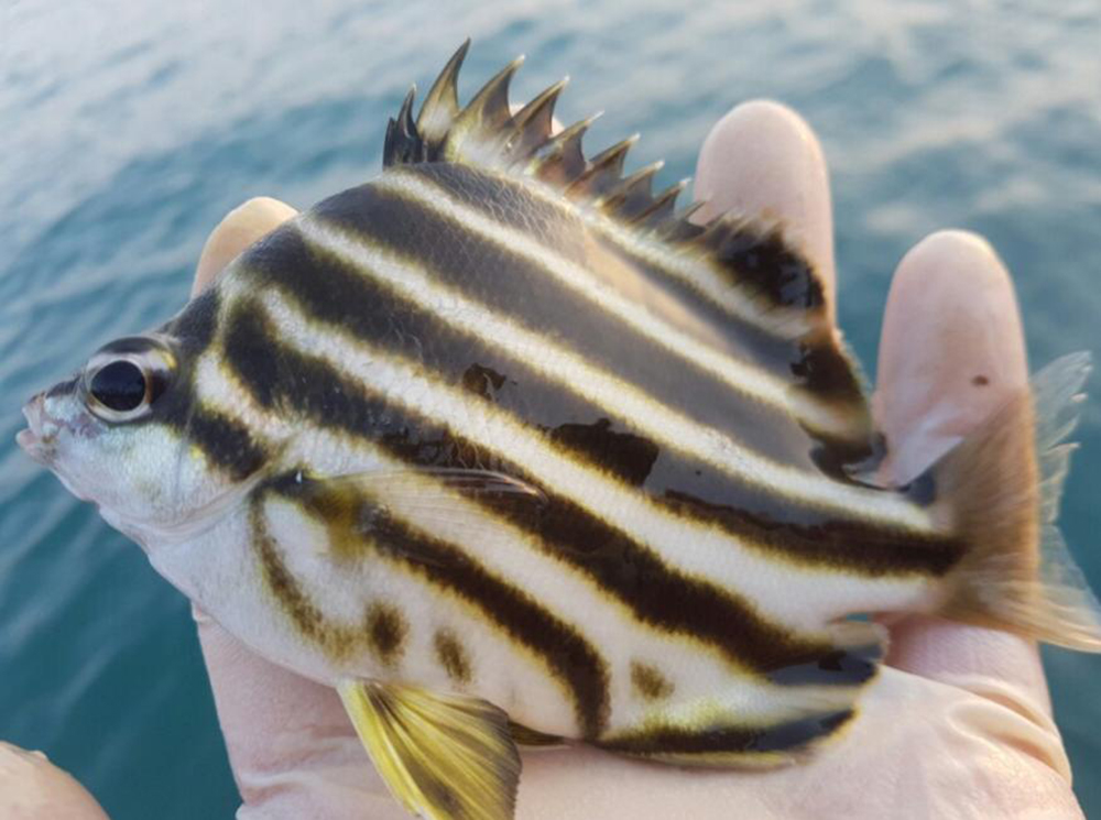 거제도 배낚시 노인과바다