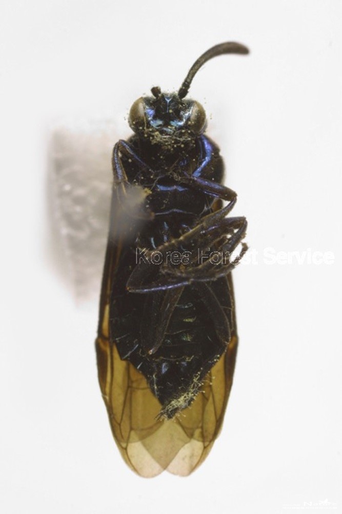 좀검정잎벌 성충