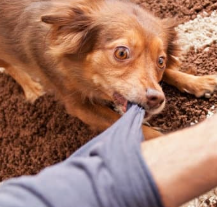 강아지 꿈해몽 개꿈 의미