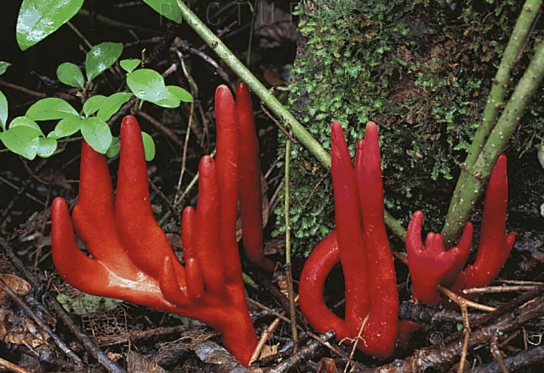 붉은사슴뿔버섯