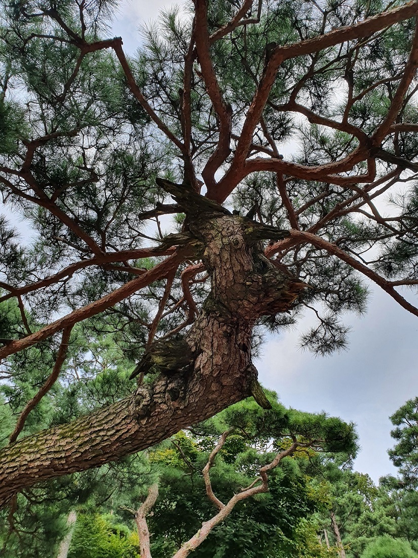 화담숲 가을 단충축제 사전예약 오픈