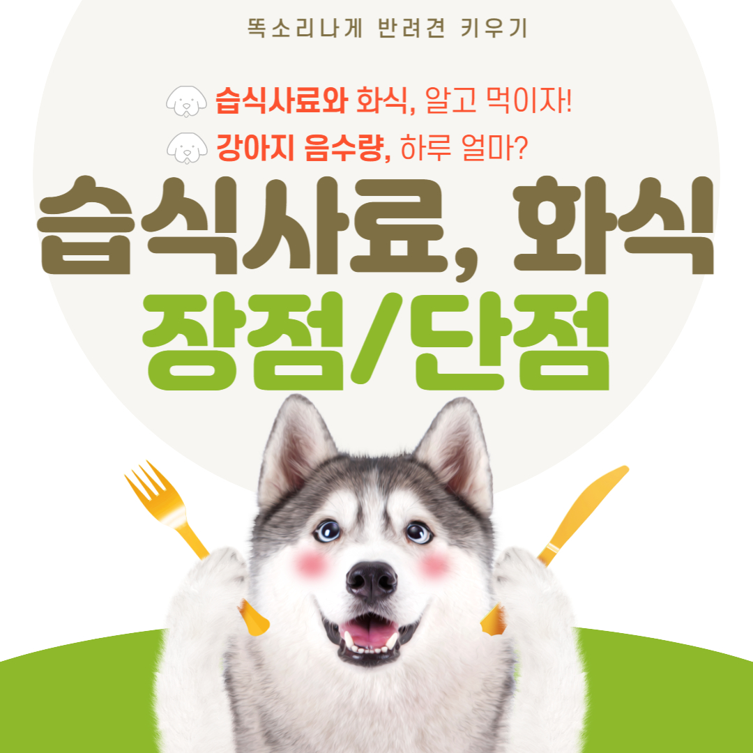 강아지 습식사료, 화식 장단점과 강아지 음수량