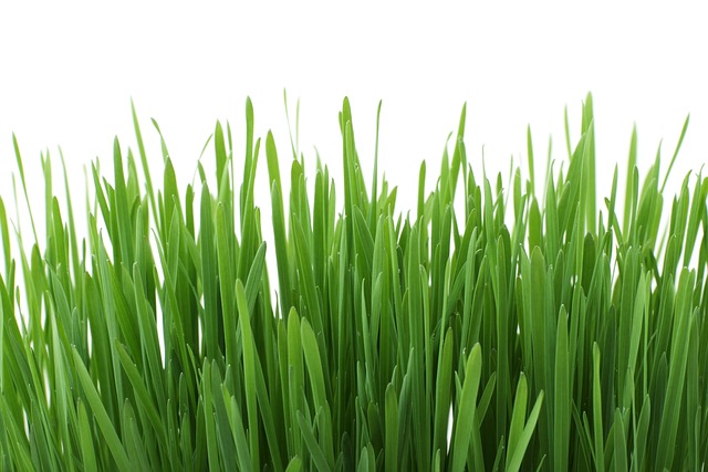 경기도청년기본소득