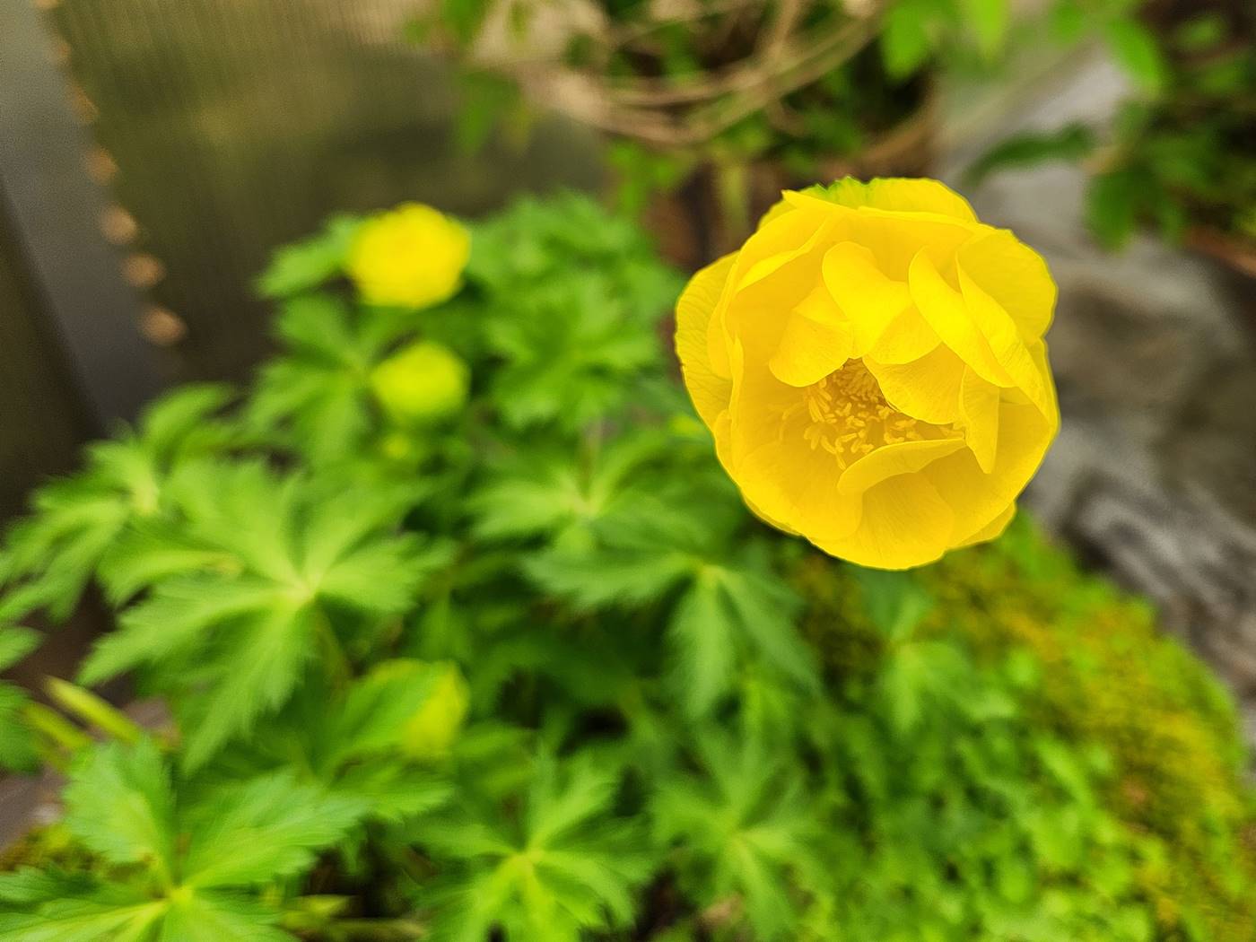 달빛금매화 (유럽금매화)