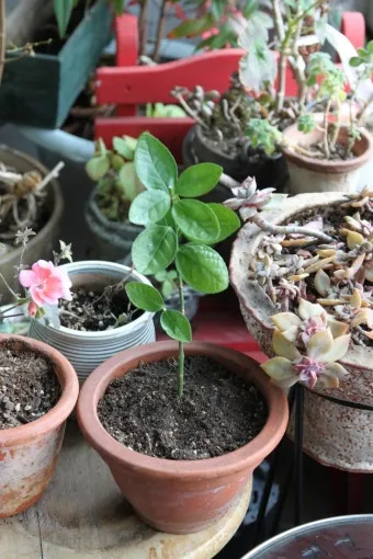 화분 겨울철 관리 난방건조 습도유지 물주기간격 조절 식물등보조_5