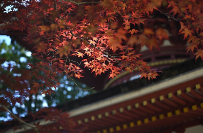 나무판 위에 새긴 천 년의 지혜