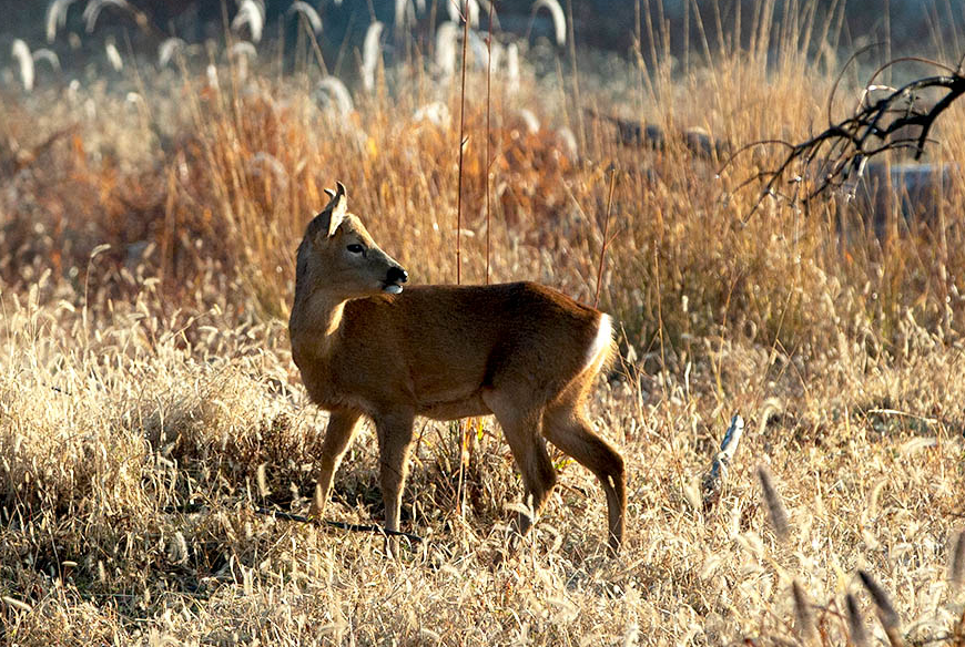 서천 국립생태원 예약 입장료 숙소 맛집