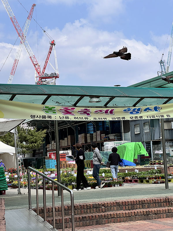 창동 하나로마트에서 판매 중인 다양한 모종들