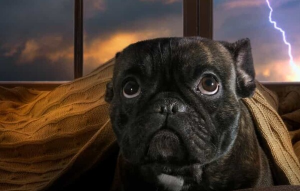 놀라서 숨는 강아지 모습