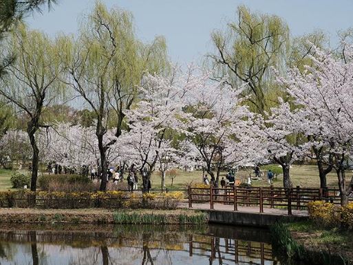 용산 벚꽃