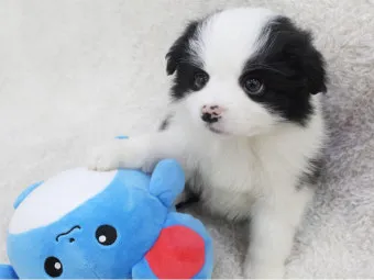 보더콜리분양가 2024년 가격 정보와 분양 팁_6