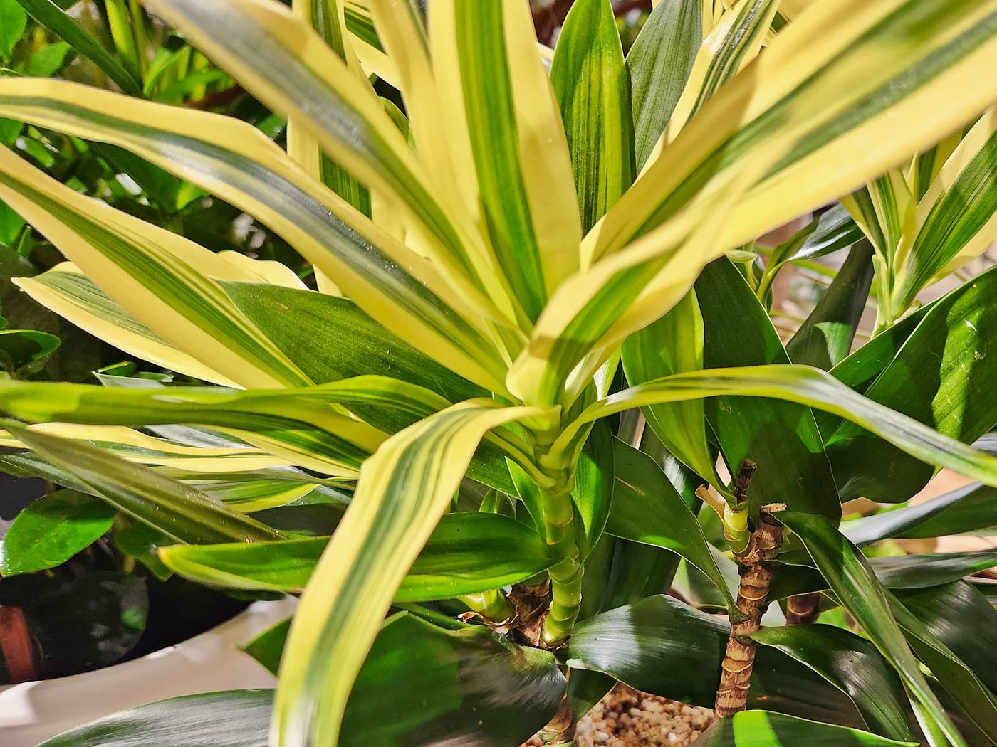 드라세나 송오브스리랑카