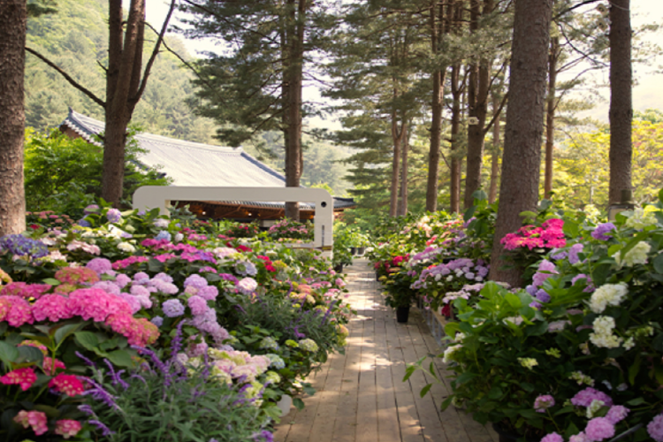 아침고요 수목원