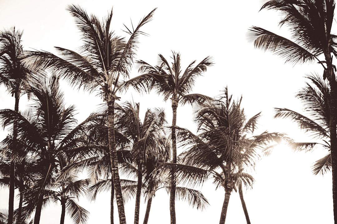 Areca Palm