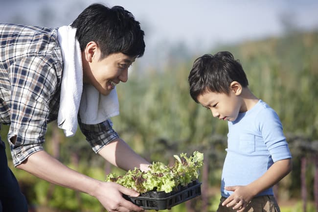 서울에서 텃밭 분양받는 방법 완벽 가이드 – 신청부터 비용까지!