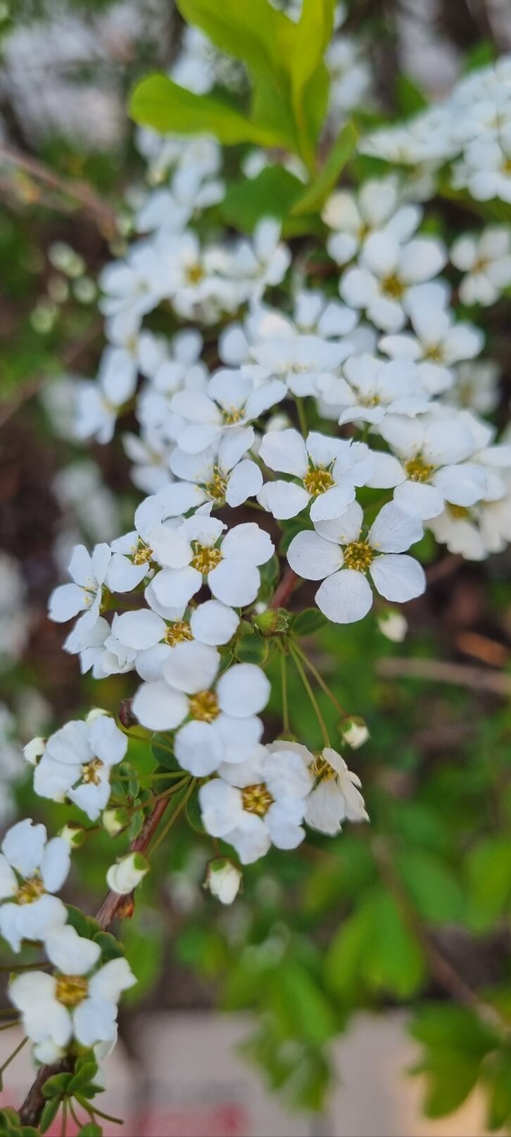 안양천 벚꽃 축제