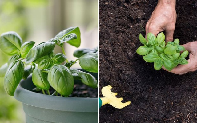 바질 허브 많이 얻는법, 알아두면 좋은 생활 지혜,팁줌 매일꿀정보