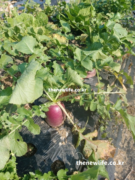 햇빛 아래 잘 자란 자색무 실사진으로 자색무 효능의 항산화 작용과 품질을 보여주는 이미지