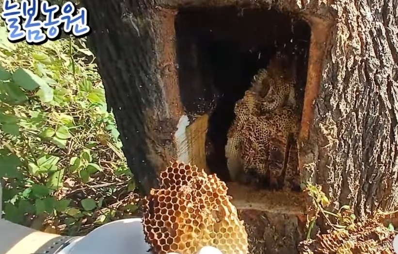 생생정보-홍천-꿀의진수-토종꿀