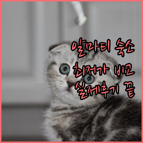 카자흐스탄 알마티 숙소 위치 및 가격..