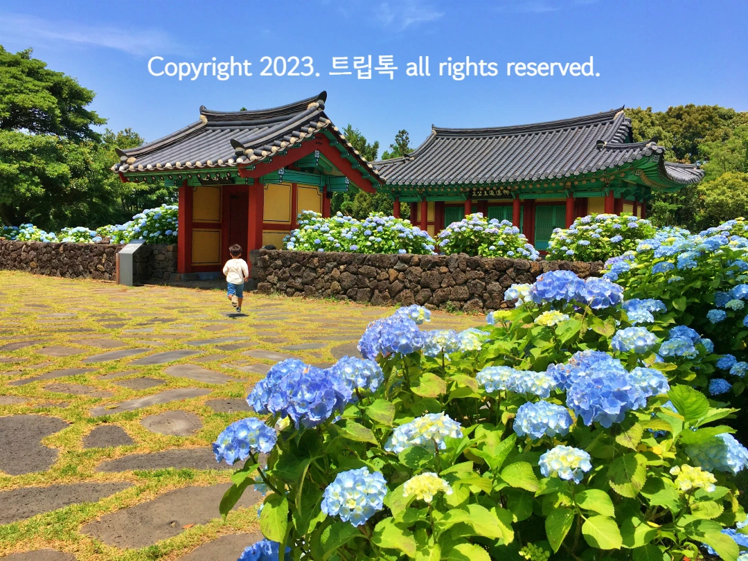 파란하늘아래 붉은 기둥과 남색의 기와집과 대문 그리고 검은 돌담길이있다. 그 앞과 뒤에는 푸른 수국이 만발하고있다.