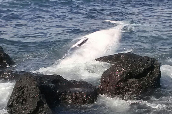 밍크고래 불법 포획 유통 판매 밍크고래고기 불법 판매