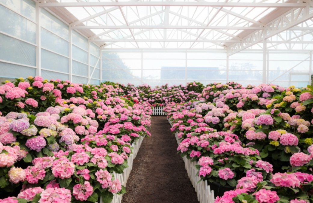 휴애리 봄 수국축제 입장료 관련 사진