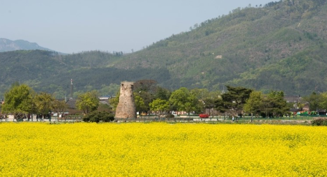 첨성대 유채꽃