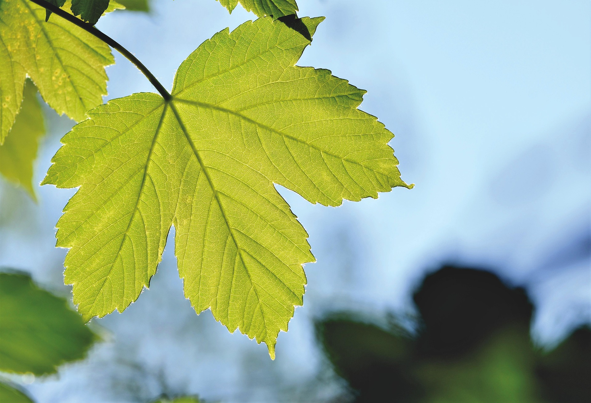 안성시 가을 단풍 명소 BEST 5 관련 사진