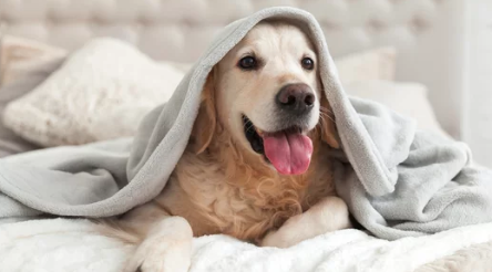 Golden Retriever/출처:어도비스톡