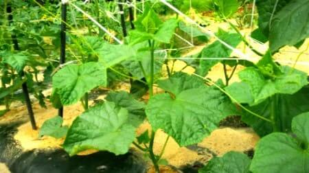 오이재배-곁가지-곁순-정지작업-순지르기