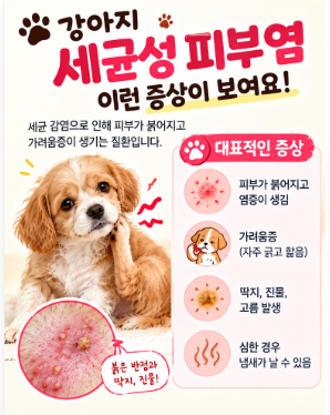강아지 세균성 피부염 치료, 방치하면 작은 뾰루지나 고름이 찬 병변,딱지나 털이 동그랗게 빠지고, 피부가 끈적거리고 진물이 나고 특유의 냄새가 나요